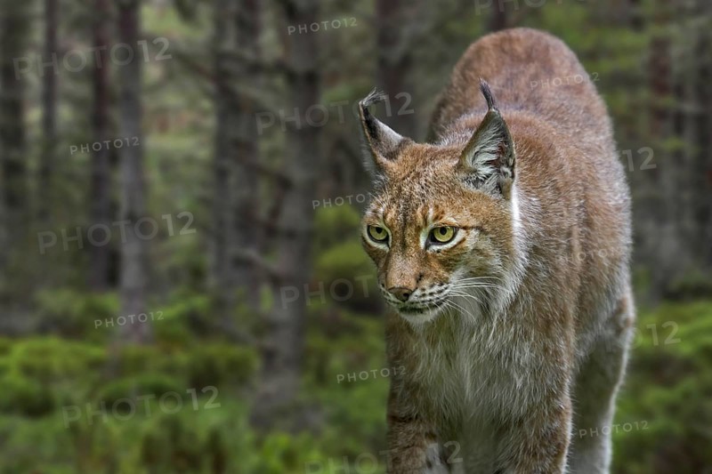 East Siberian lynx