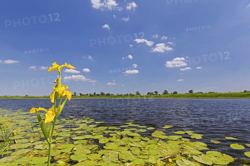 Yellow iris in flower in the Uj? cie Warty National Park