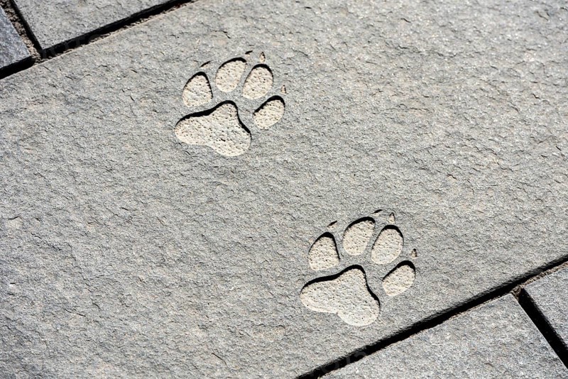 Paw print