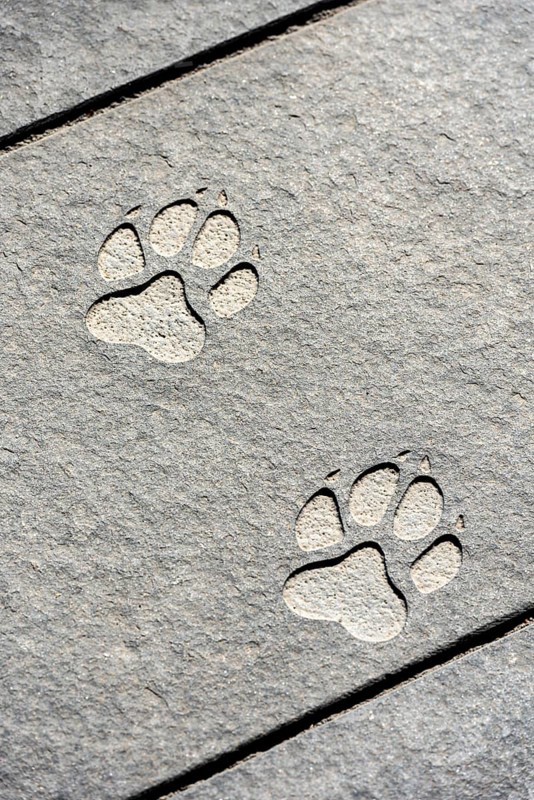 Paw print