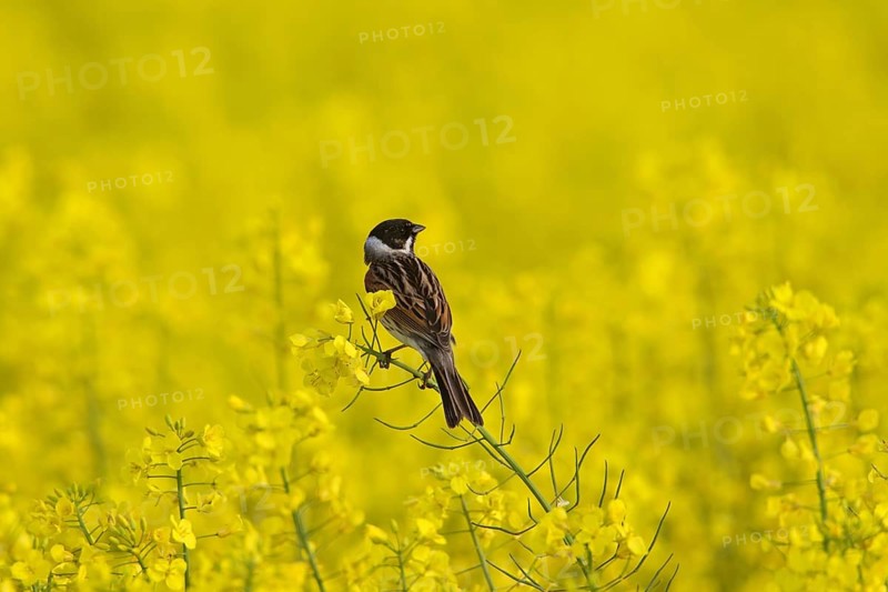 Common reed bunting