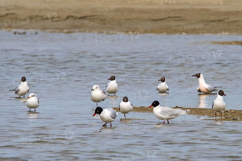 Two Mediterranean gulls