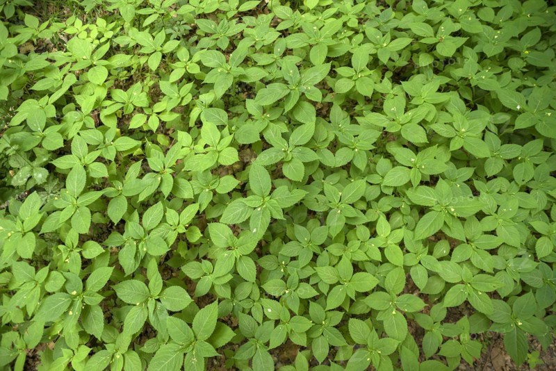 Flowering no-flowering balsam