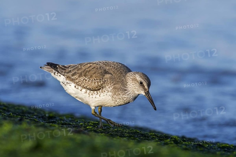 Red knot