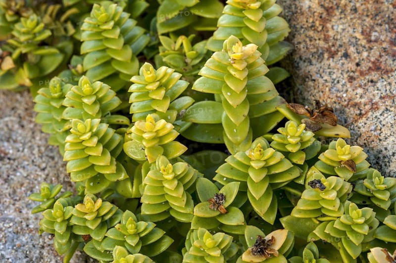 Sea sandwort