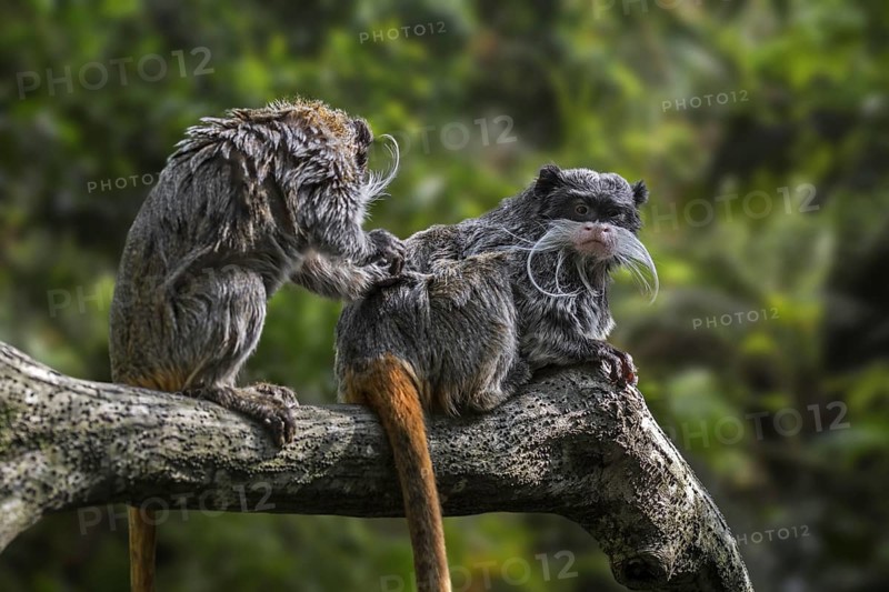 Two emperor tamarins