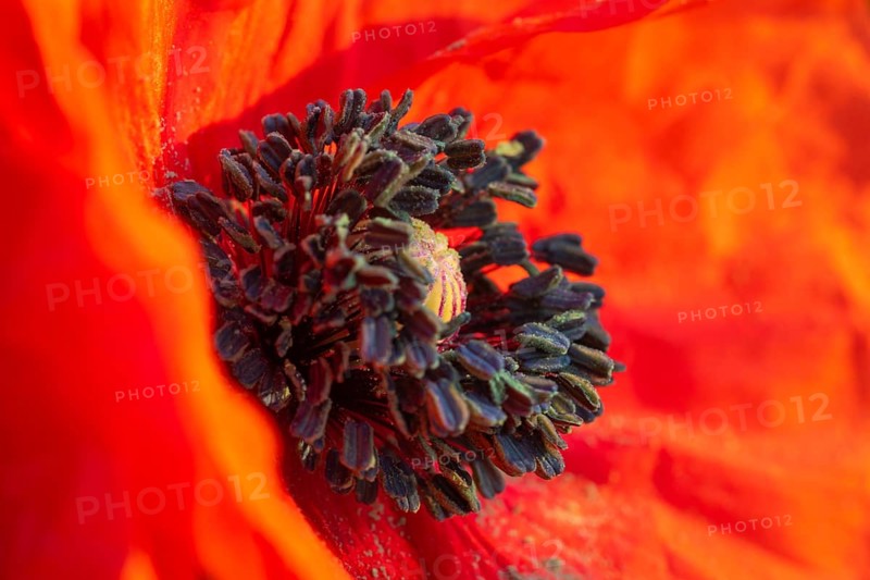 Gossip poppy
