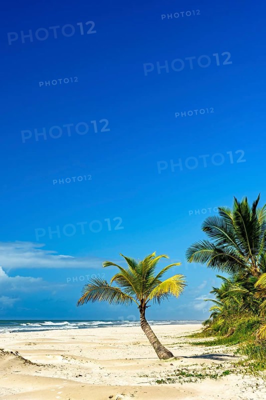 Coconut trees on the sand by the sea at the beautiful Sargi beach in Serra Grande on the coast of Bahia