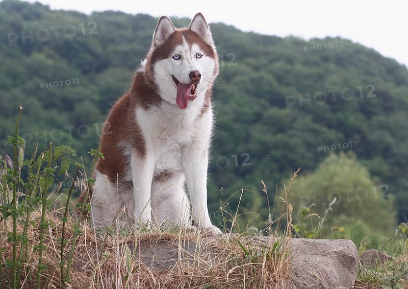 Siberian Husky