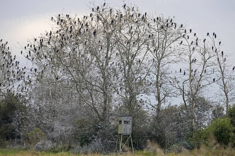 Colony of great cormorants