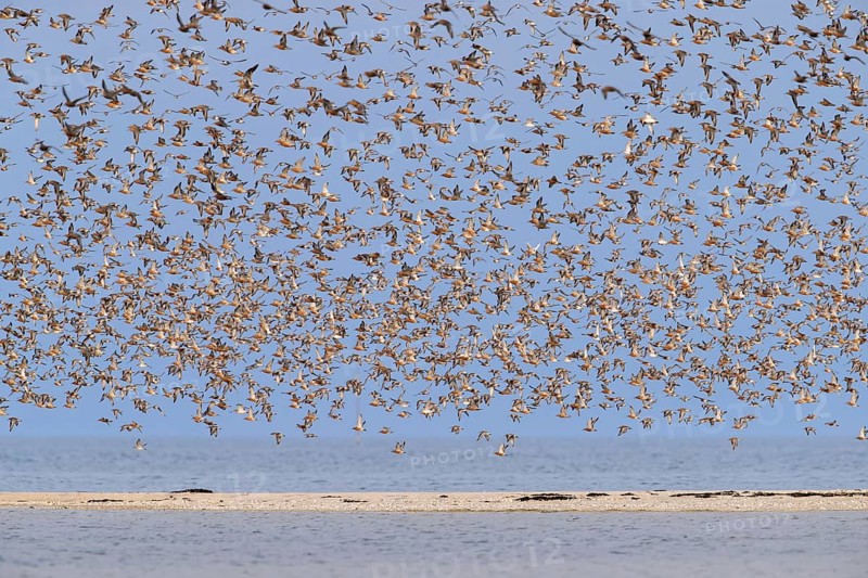 Red knot flock of red knots