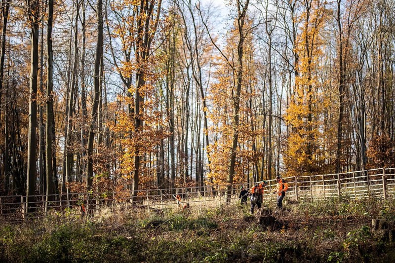 Forestry workers during reforestation near Oschersleben
