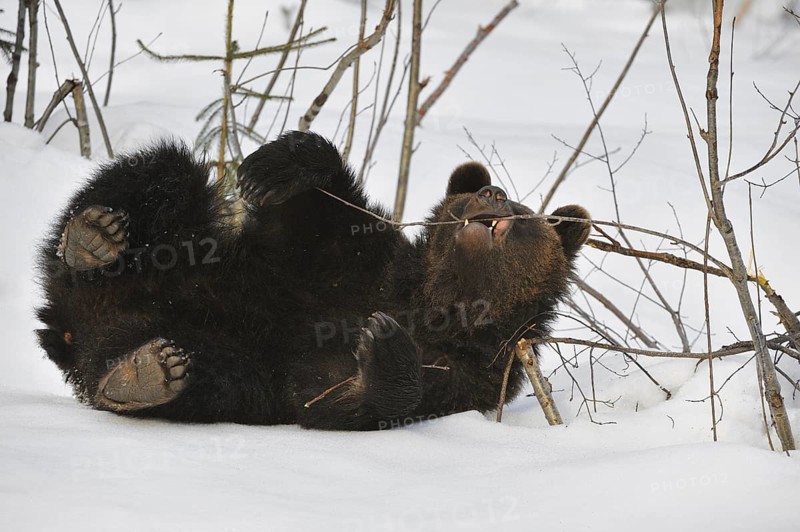 Two-year-old Eurasian brown bear