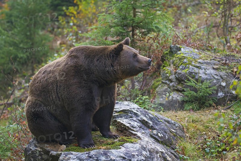 European brown bear