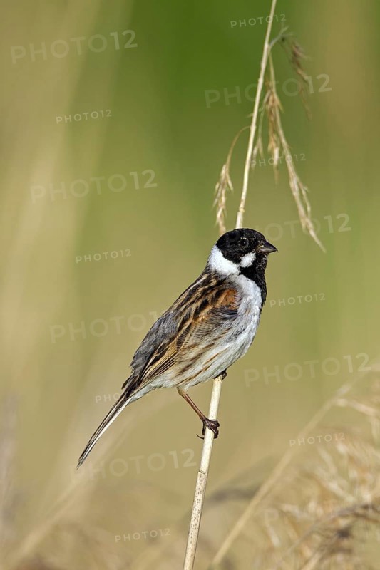 Common reed bunting
