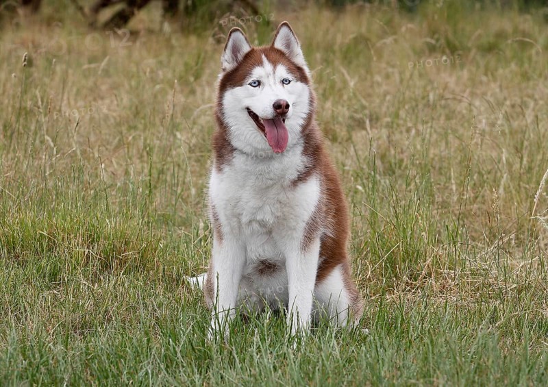 Siberian Husky