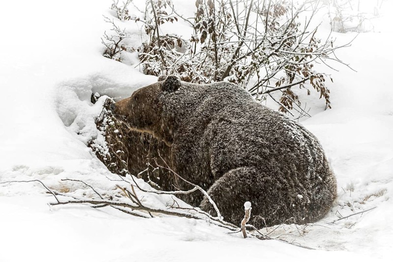 European brown bear