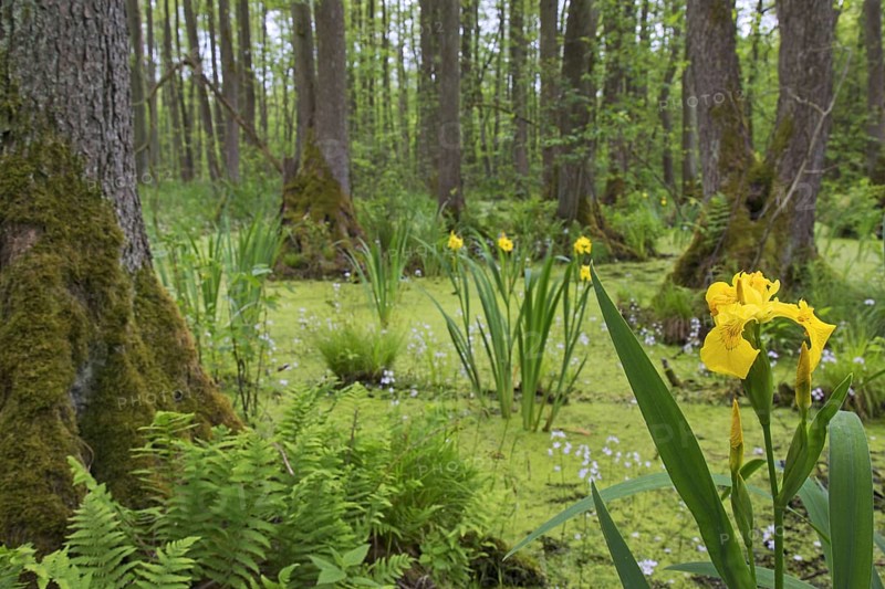 Alder carr showing black alder trees and aquatic plants like yellow flag