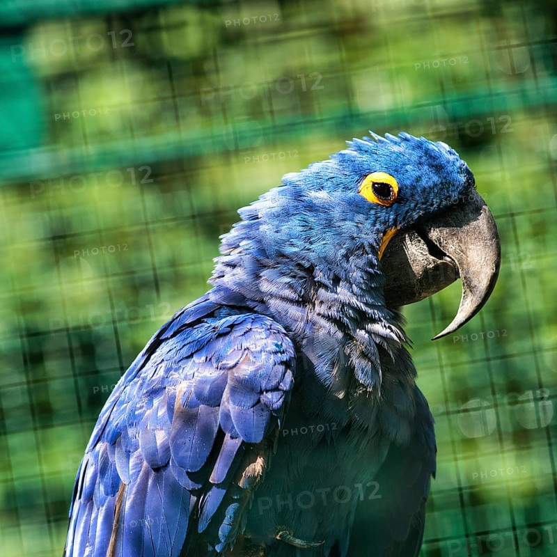 Hyacinth Macaw