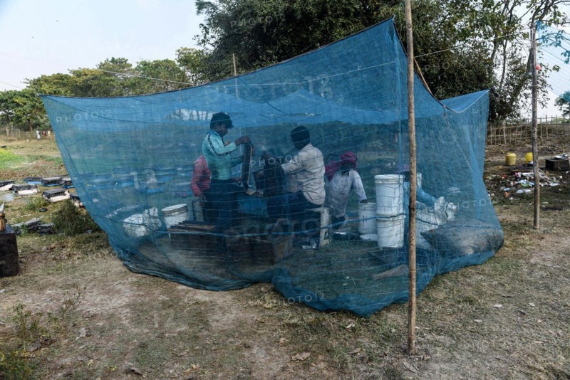 Bee keepers working in a bee farm near a mustards field in a village in Barpeta district of Assam in India on Wednesday 22 December 2021. The bee keeping business is one of the most profitable businesses in India. India has more than 3.5 million bee colonies. Indian apiculture market size is expected to reach a value of more than Rs. 30000 million by 2024