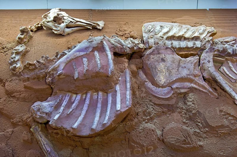 Reconstructed skeleton of a bactosaur