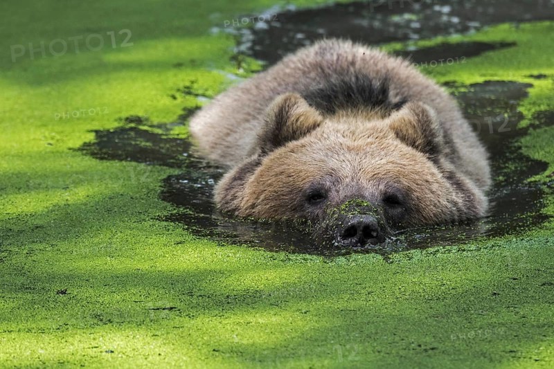 Brown bear