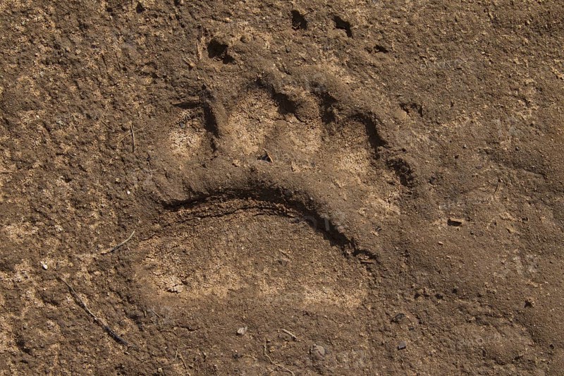 Close up of footprint of Eurasian brown bear