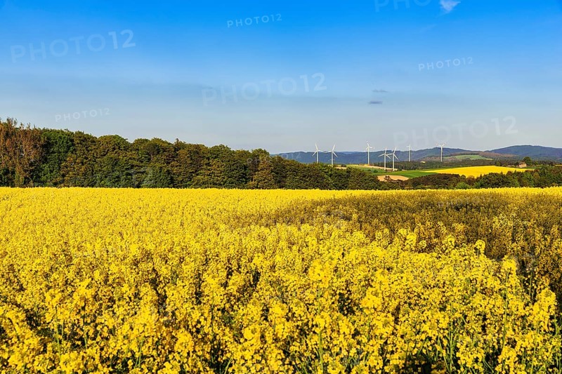 Rape fields