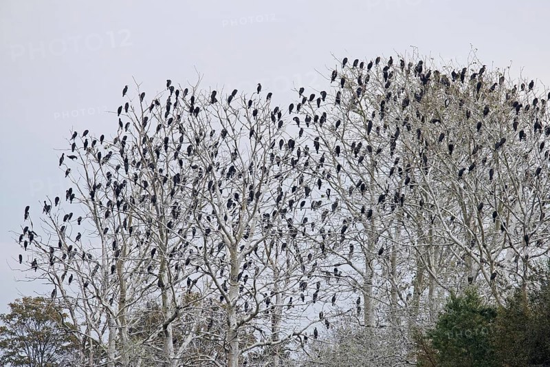 Colony of great cormorants