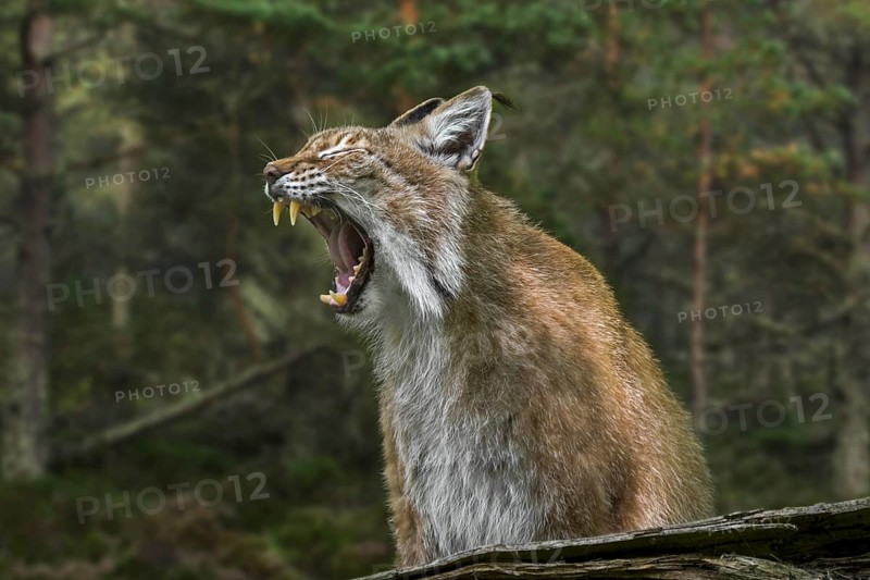 East Siberian lynx