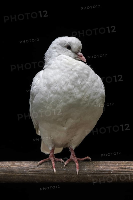 Renaisien