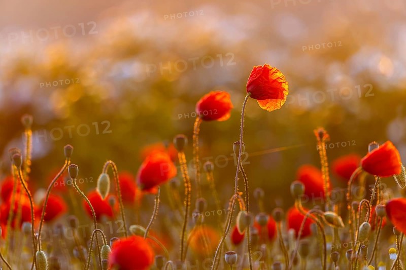 Gossip poppy