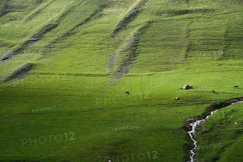 Pasture with horses and mountain stream