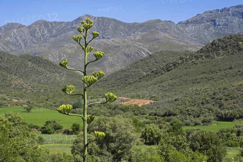 Century plant