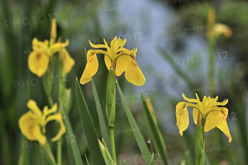 Yellow iris