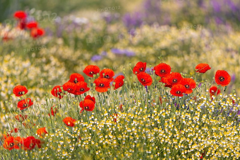 Corn poppy