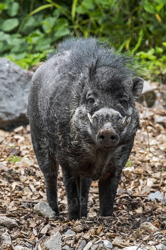 Visayan warty pig