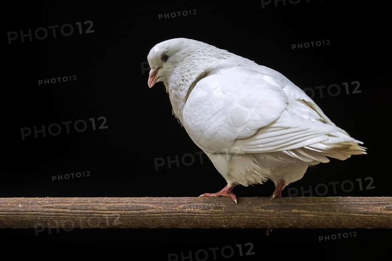 Renaisien