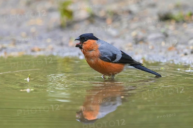 Eurasian bullfinch