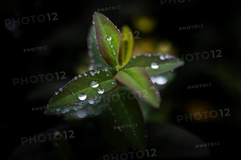 Water drops stand out on a large-flowered St. John's wort