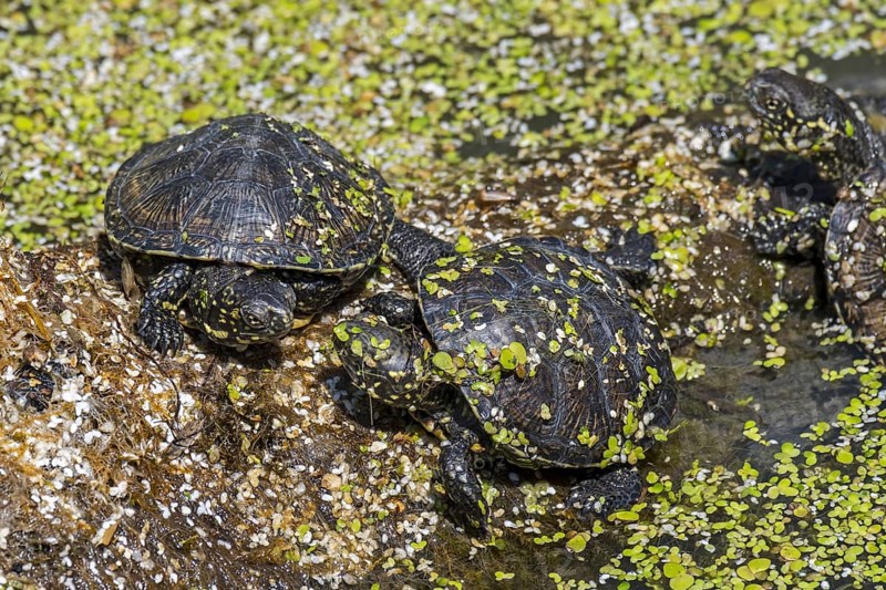 Three European pond turtle