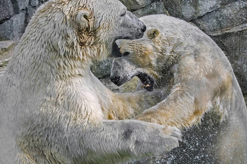 Two polar bears