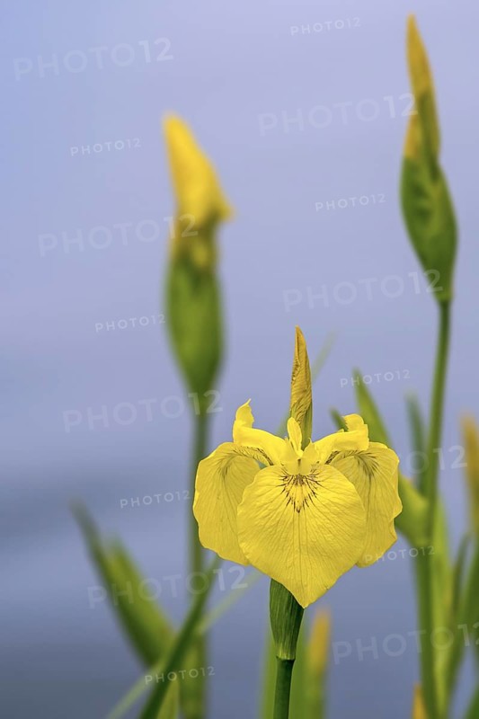 Yellow flag