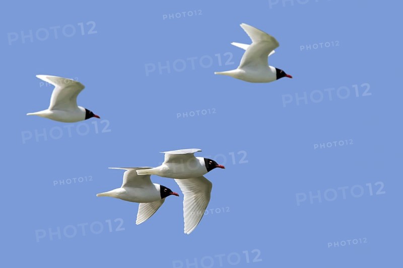 Four adult Mediterranean gulls