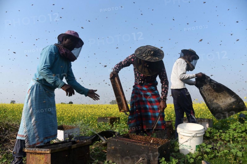 Bee keepers working in a bee farm near a mustards field in a village in Barpeta district of Assam in India on Wednesday 22 December 2021. The bee keeping business is one of the most profitable businesses in India. India has more than 3.5 million bee colonies. Indian apiculture market size is expected to reach a value of more than Rs. 30000 million by 2024