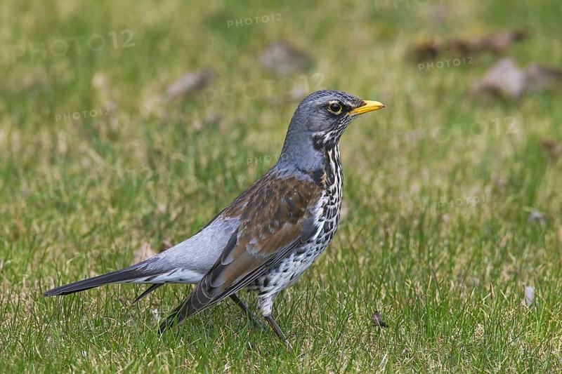 Fieldfare