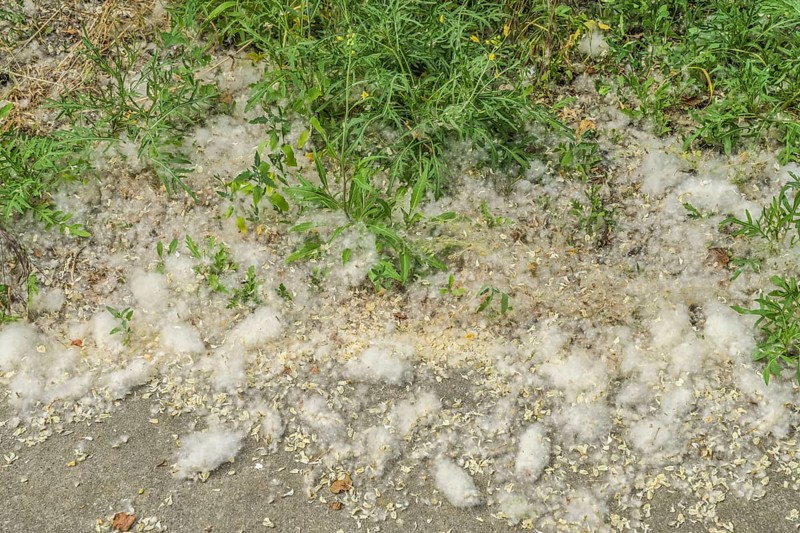 Poplar wool