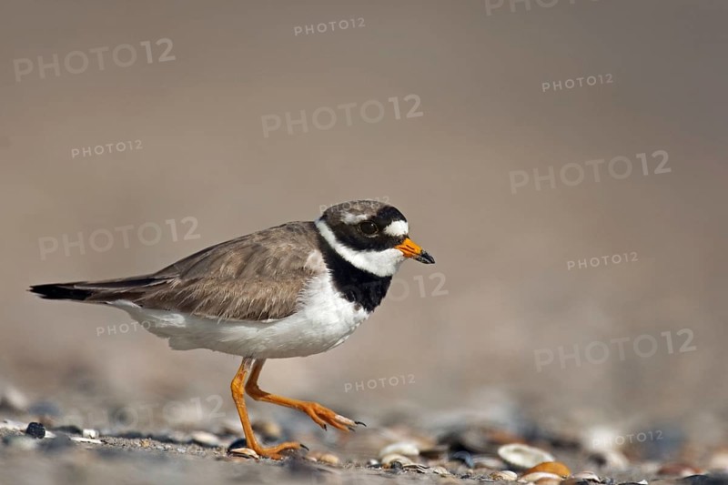 Common Ringed Plover