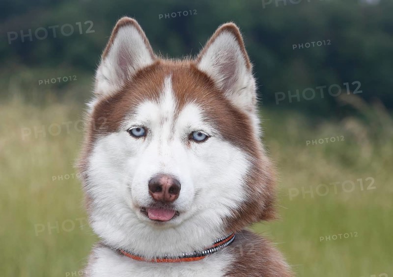 Siberian Husky