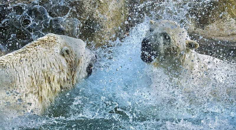 Two polar bears